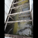 In der Krokodil-Aquafarm